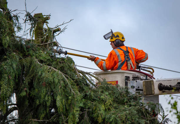 Best Arborist Consultation Services  in Yorktown, TX