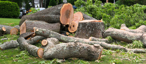 How Our Tree Care Process Works  in  Yorktown, TX